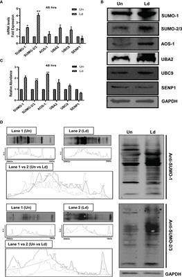 Host SUMOylation Pathway Negatively Regulates Protective Immune Responses and Promotes Leishmania donovani Survival